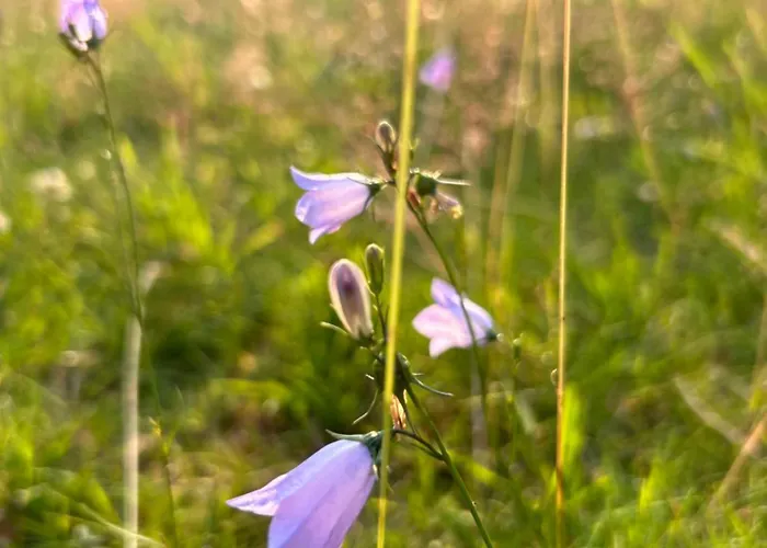 Ferienapartment Hahnenklee Apart.2 Apartmán *