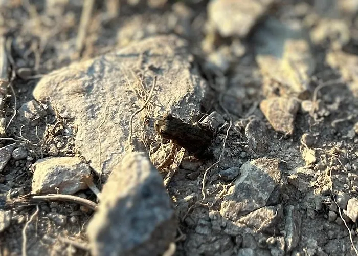 Daire Ferienapartment Hahnenklee Apart.2