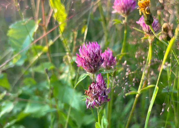 Ferienapartment Hahnenklee Apart.2 公寓 戈斯拉尔