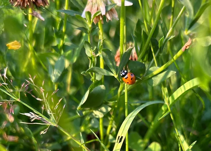 公寓 Ferienapartment Hahnenklee Apart.2 戈斯拉尔